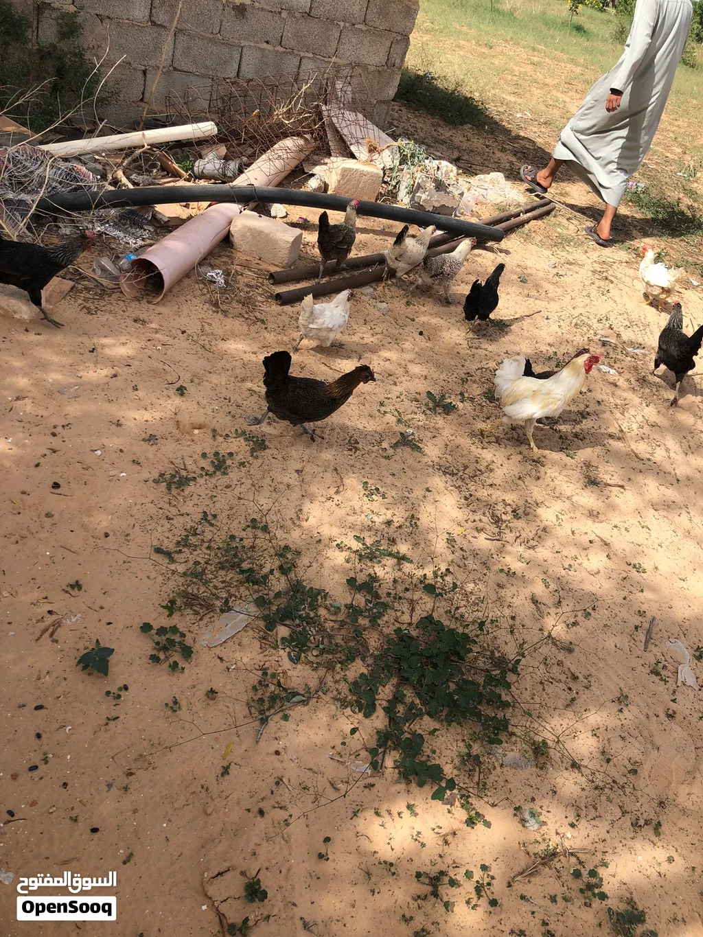 دجاج عربي للبيع