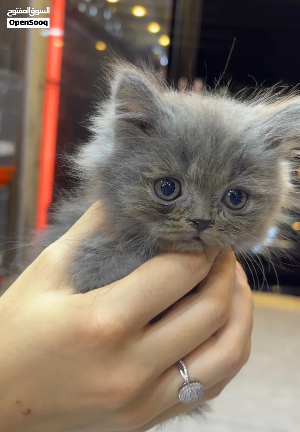 قطط بريتش شورت هير بلو ذكور – عمر شهرين - British Shorthair Blue Kittens – 2 Males