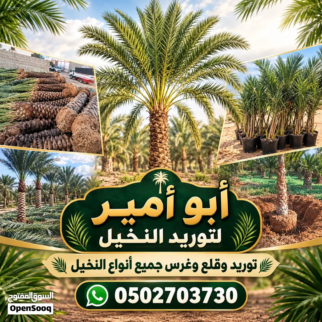 نخل للبيع اخلاص سكري برحي
