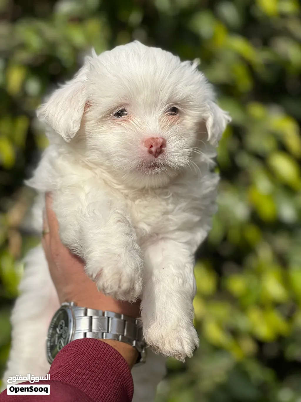 Havanese puppy