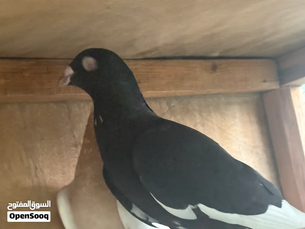 Pigeons of many varieties above 100 pcs