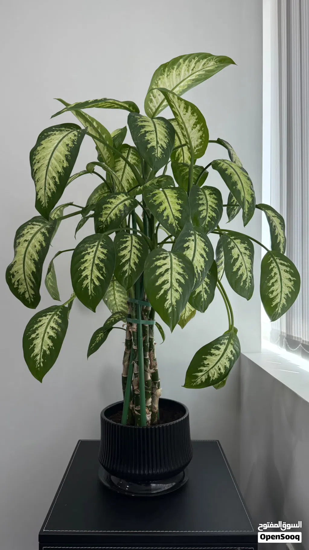 Tall Dieffenbachia plant with supports, grown in a stylish black decorative pot - healthy and ready