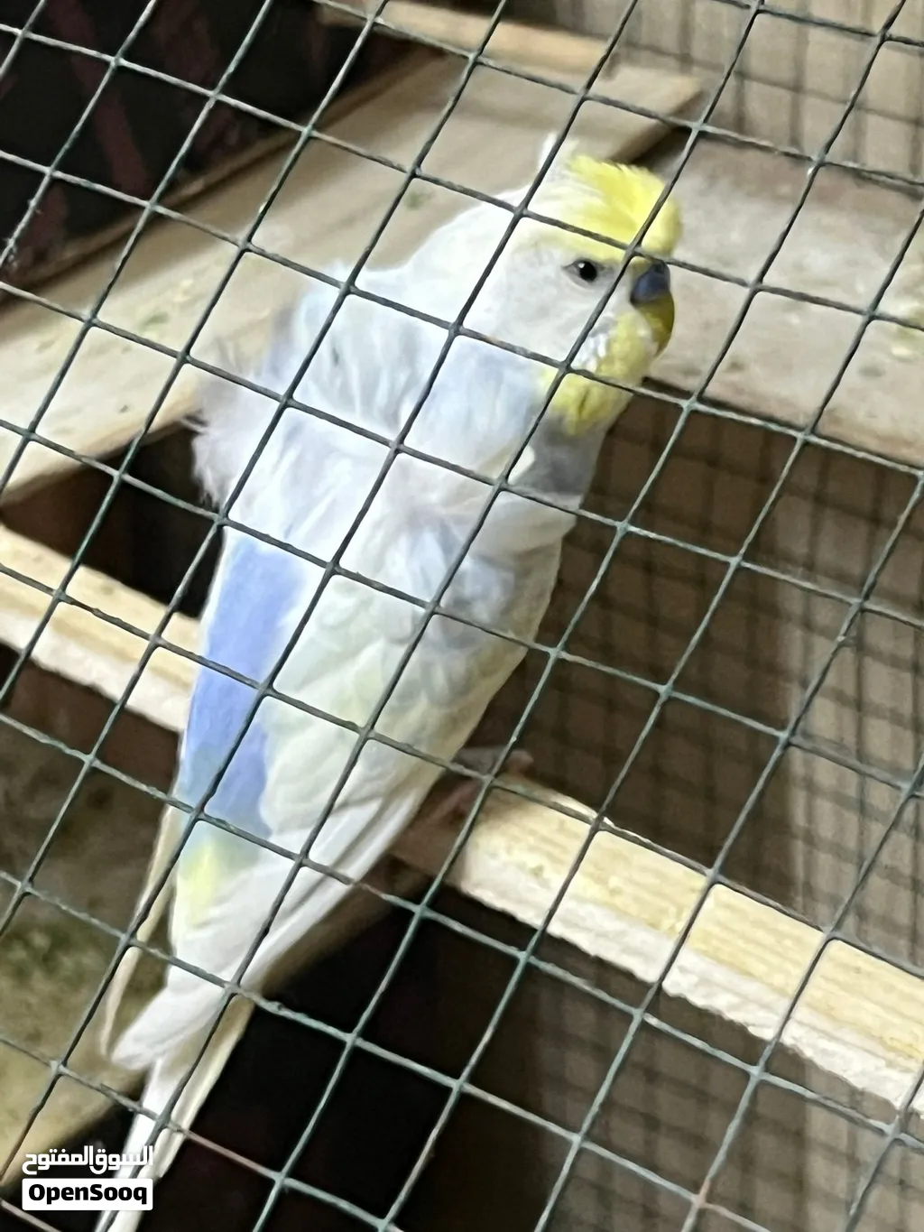 هاجرمو انثى وذكر لبيع فول