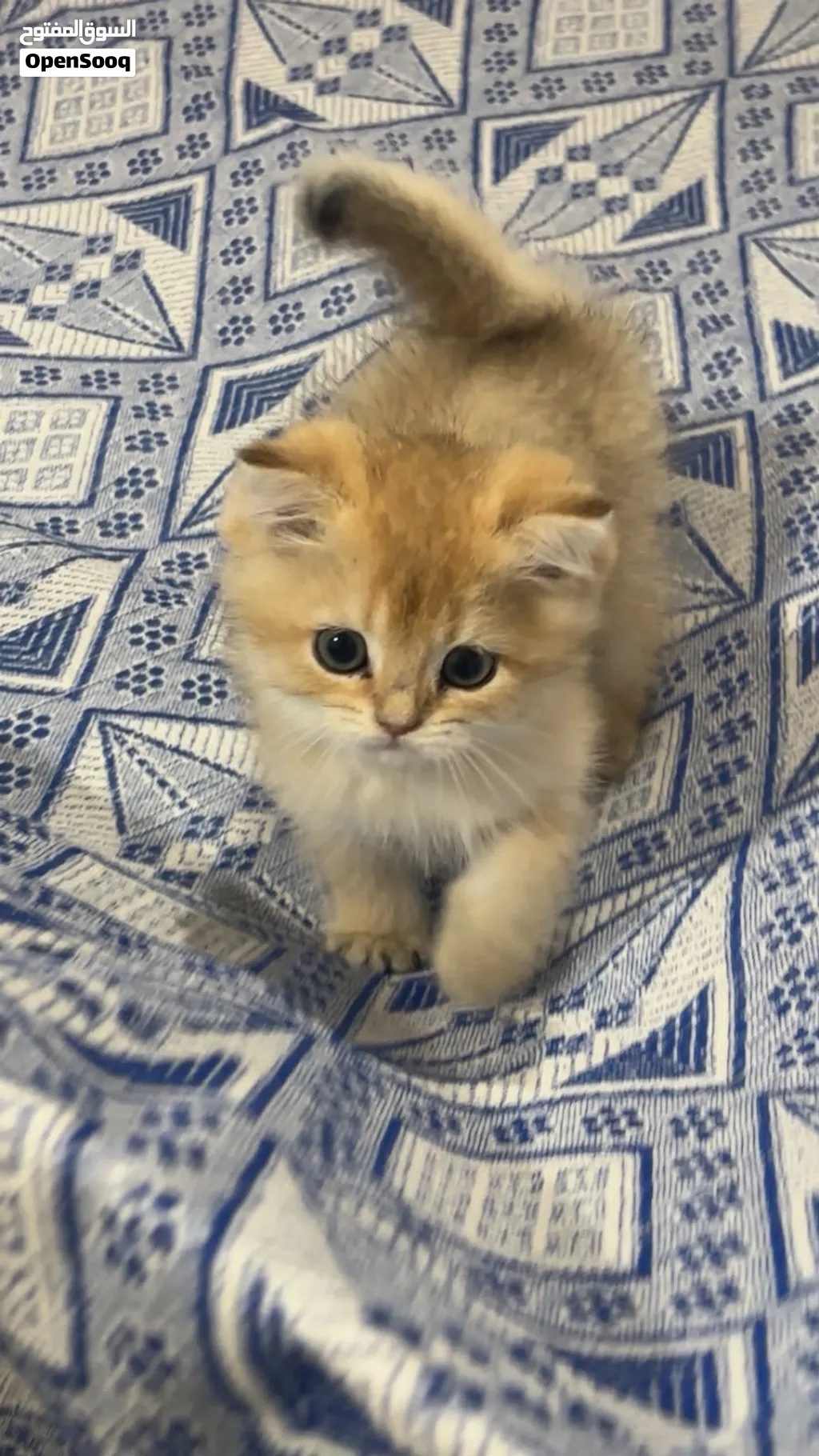 2 kittens British shorthair ny12 2300AED