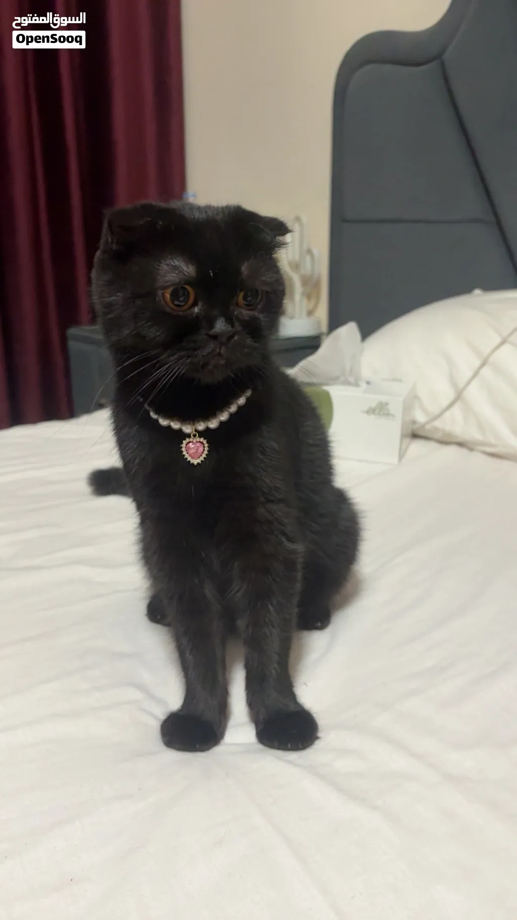 Female cat for free adoption