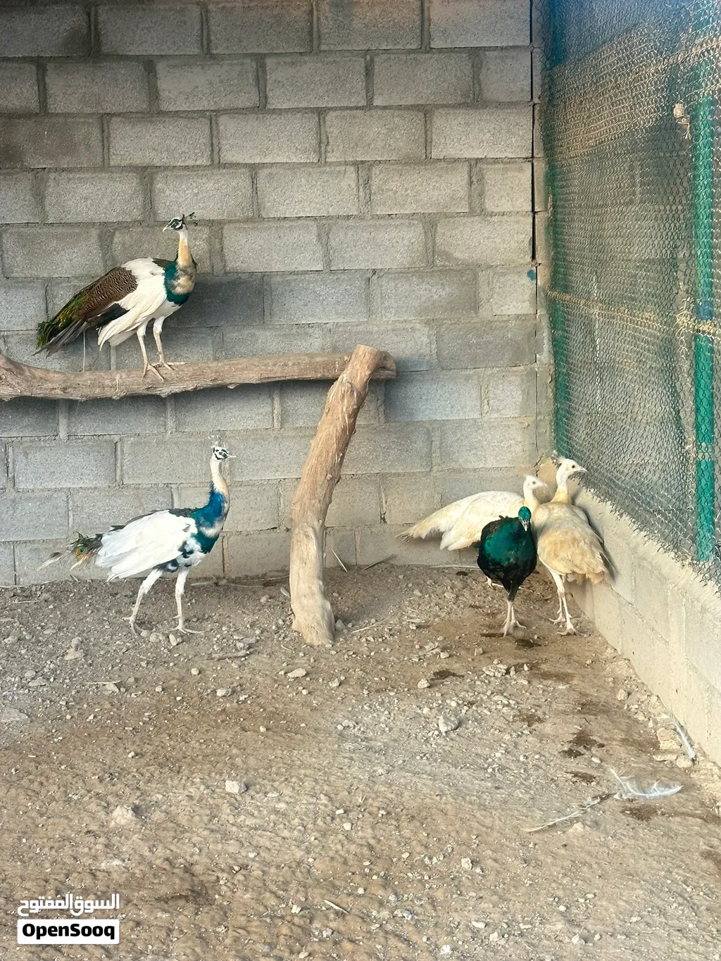 للبيع ازواج طاؤوس