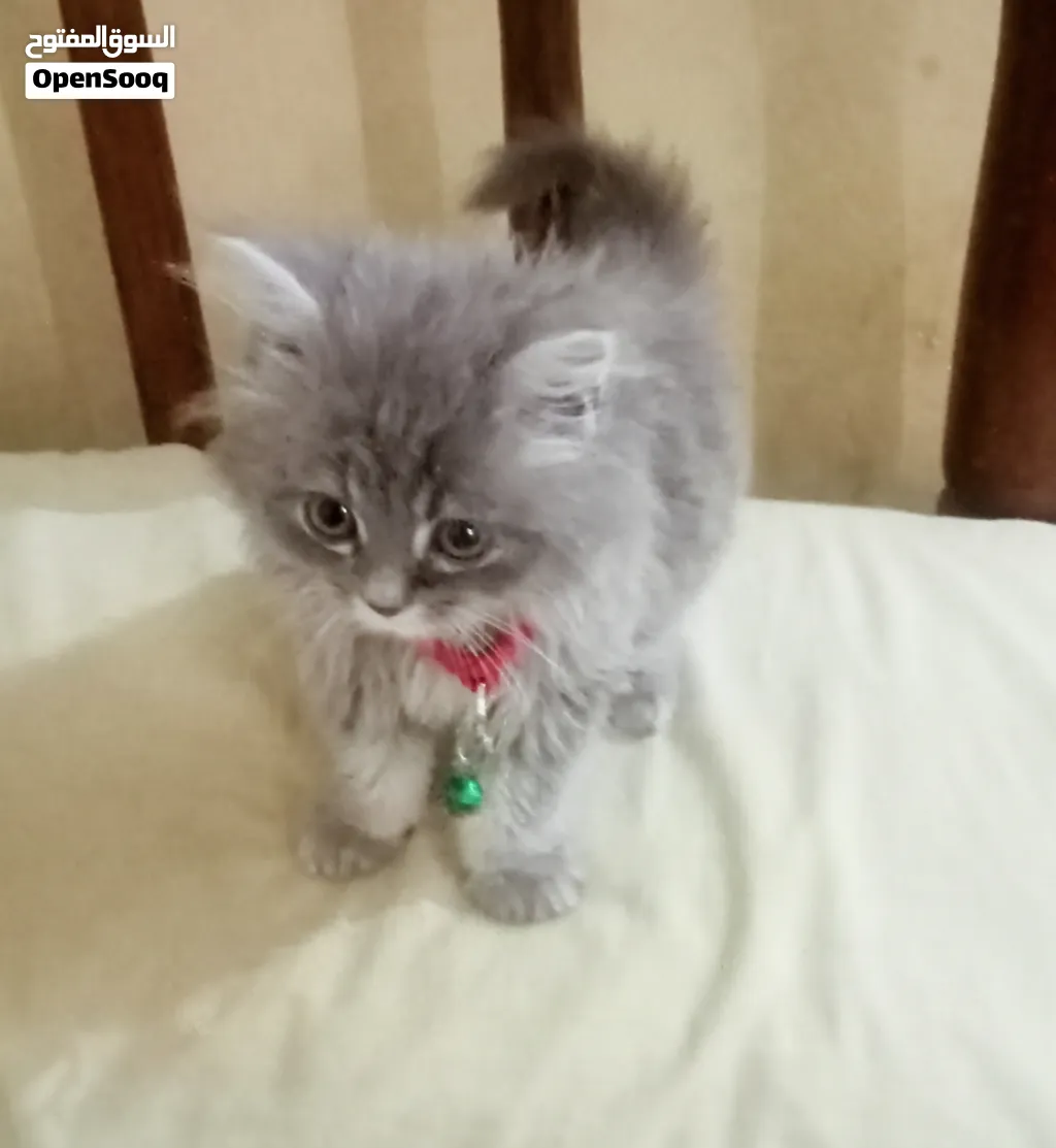قط شيرازي عنده شهر ونص للبيع
