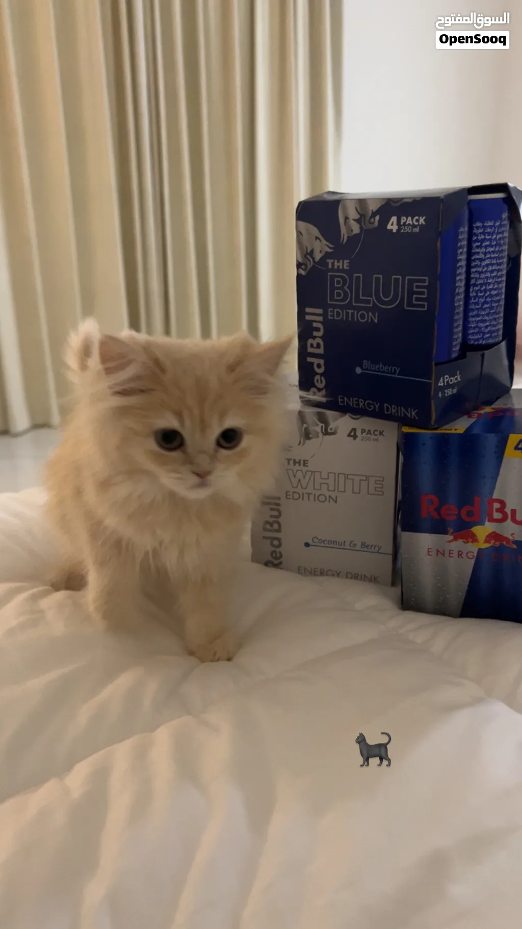 So cute and playful Trained to the litter box