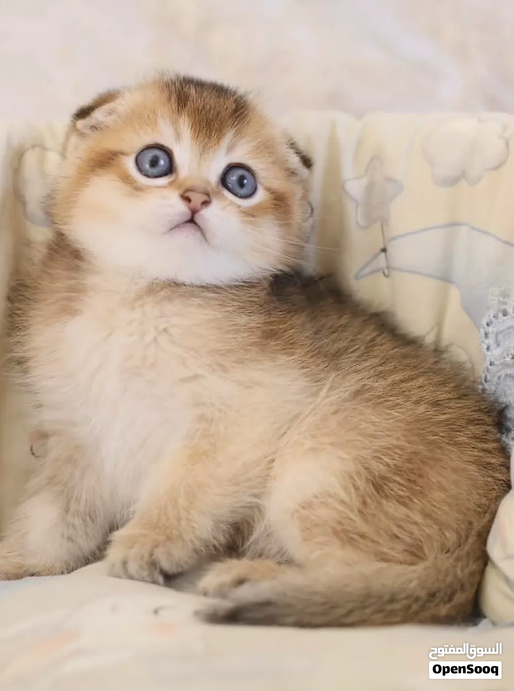 Scottish fold short hair ny25
