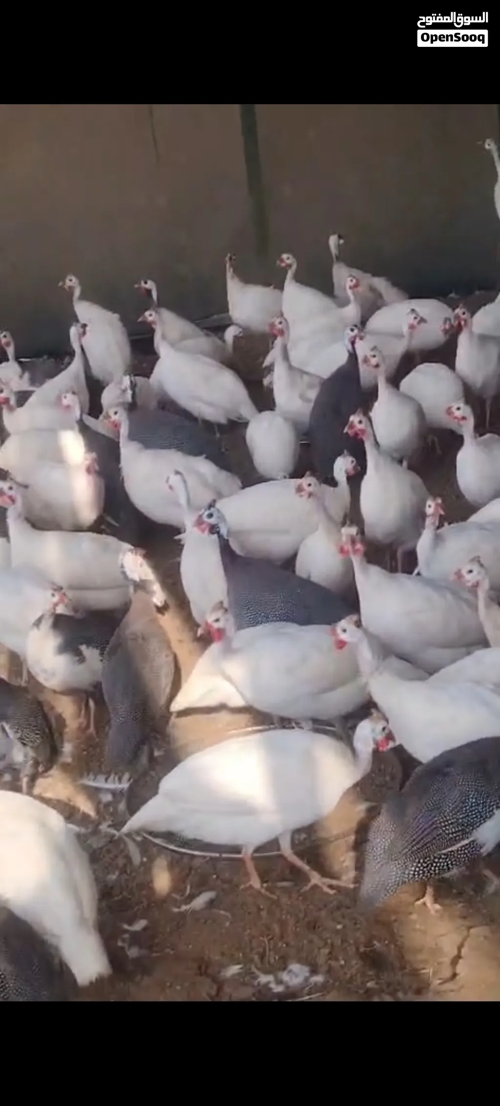 مزرعه جميع انواع الطيور