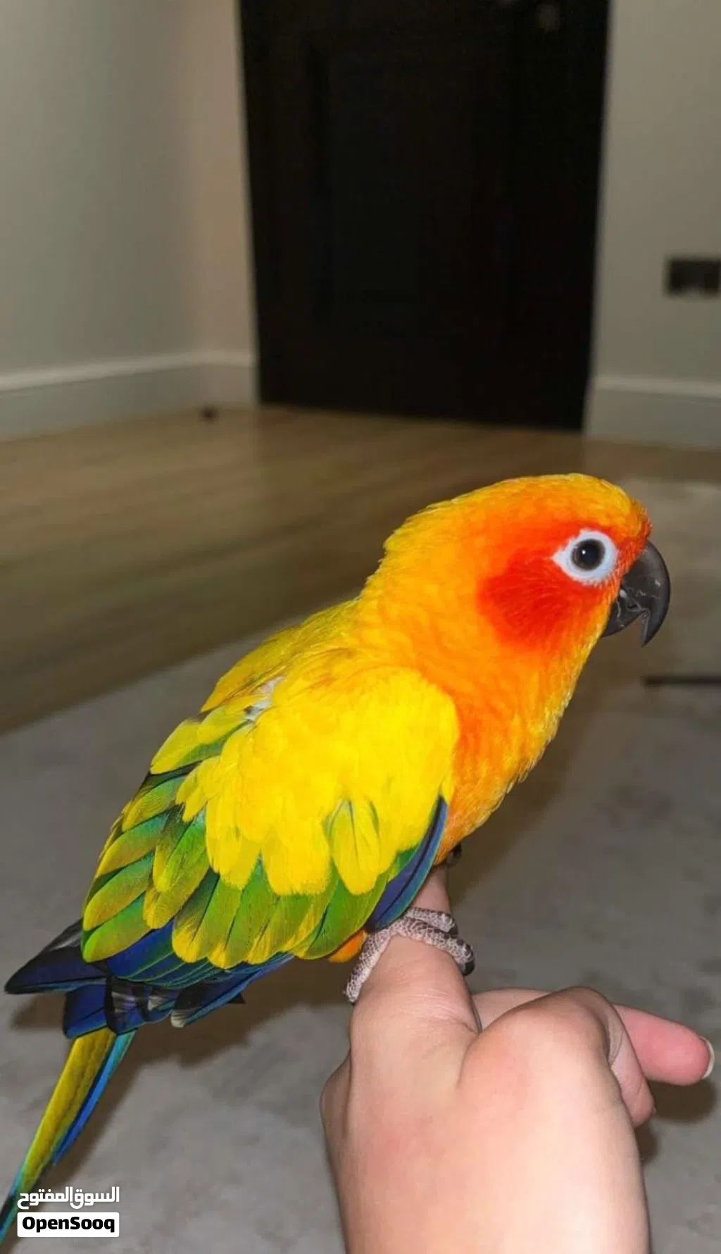 طائر Sun Conure