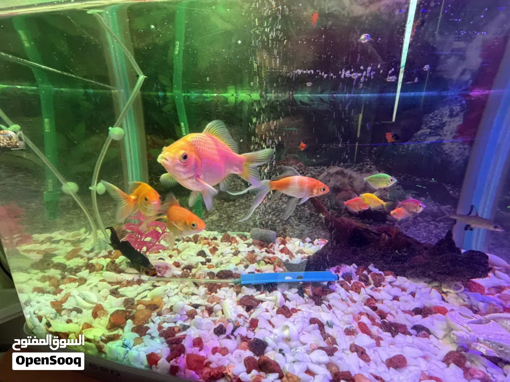 620 Model Aquarium with Koi Fishes cabinet and EHIEM 440 Pump