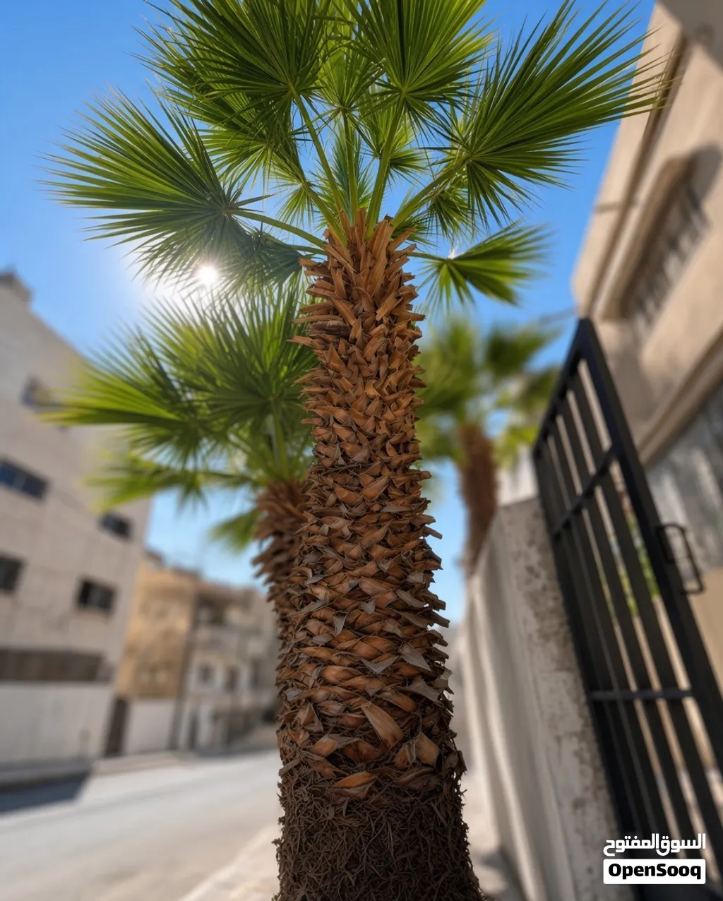 نخلة واشنطن روبوستا Washingtonia Robusta Palm – ارتفاع 8 متر