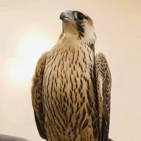 عبد العليم خليفة