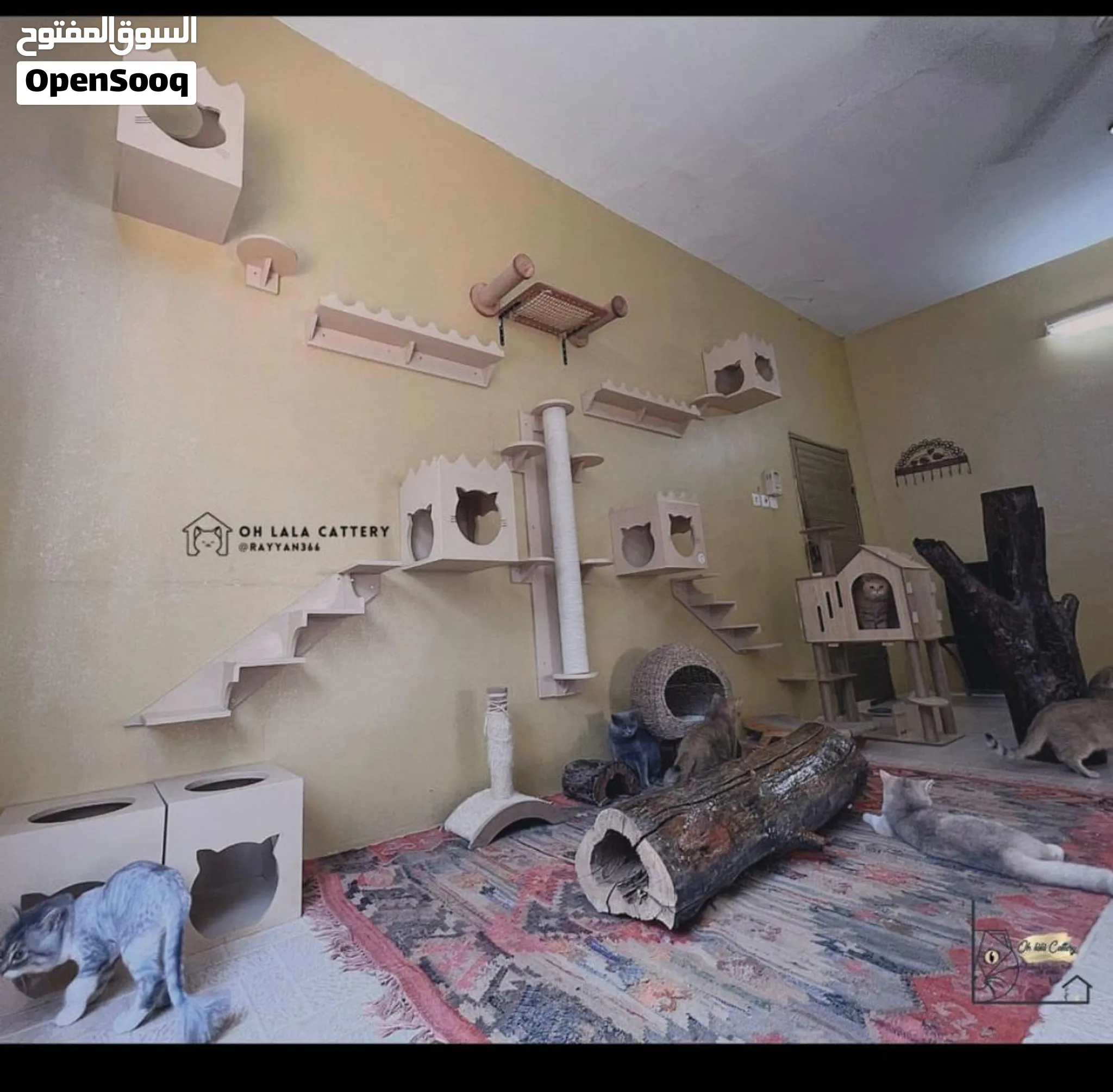 Cat sitter CatCare Cat Boarding Cat Hotel Cat Vacation Cathomecare — صورة 1