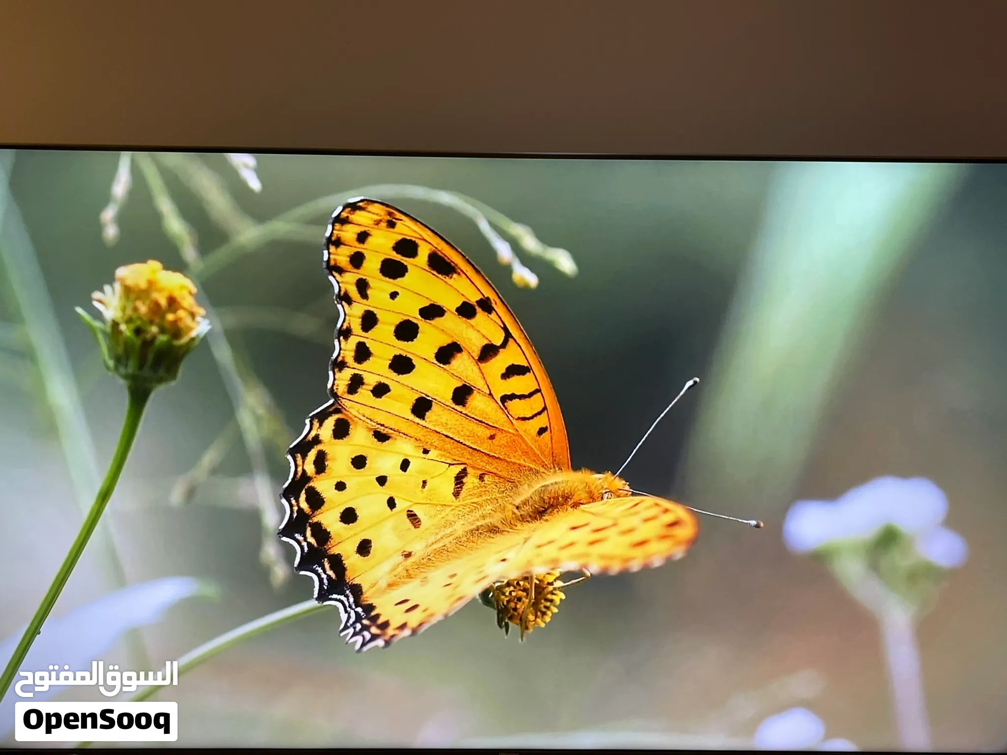 تلفزيون 65 بوصة هايسنس 4K 120hz — صورة 1