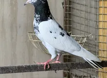 Pakistani tedi