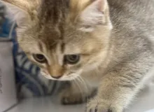 قطط صغيره وكبيره وجميله للبيع عددها عشره