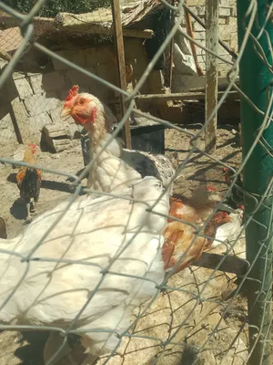 متاح جاج بلدي ولوهمان
