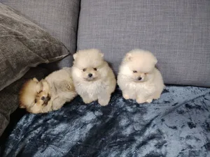 Pomeranian teacup