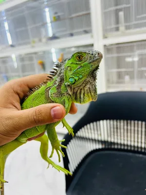 Iguana  friendly