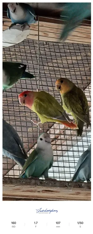 African Lovebirds breeding pairs