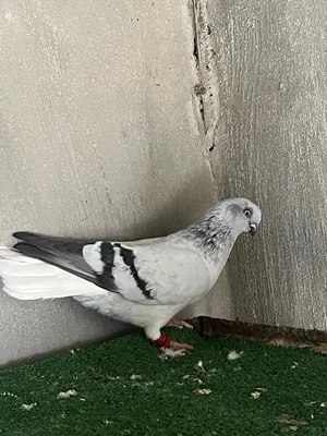طيره  الموقع سحاب العبدليه