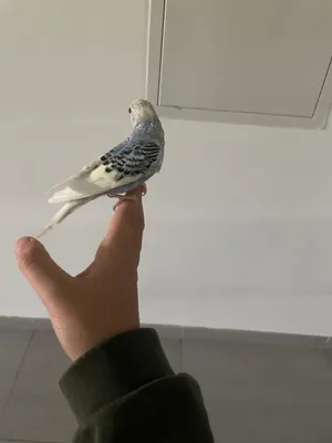 Budgie pair 100 AED with cage and food