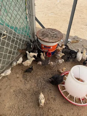 للبيع صيصان