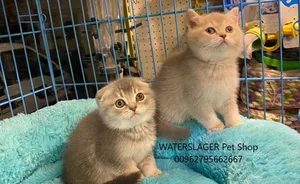 قطط سكوتش فولد للبيع في عمان جمبع الالوان Scottish Fold