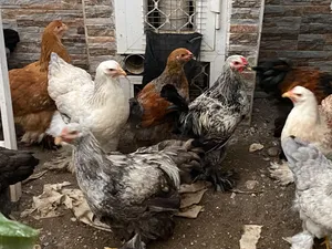 للبيع دجاج براهما بيور
