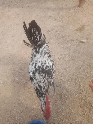 ديوجه عدد 4 مال بيت السعر كلهن 30 الف