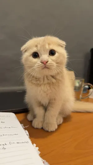 قطط سكوتش فولد و شيرازي مكس 3 شهور scottish and Persian cats 3 months old
