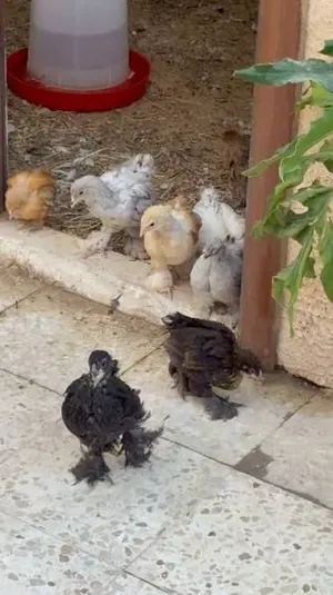 صيصان كتشينا ديك و5 دجاجات