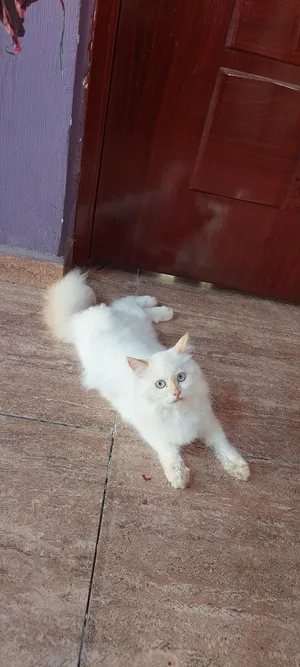Persian Female Cat
