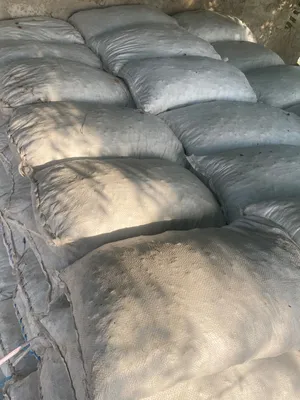 بيع سح نفيعة مال سنه