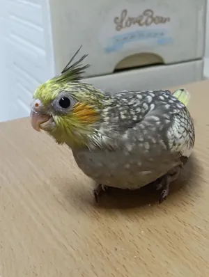 فراخ كوكتيل للتأكيل اليدوي cockatiel baby for hand feeding