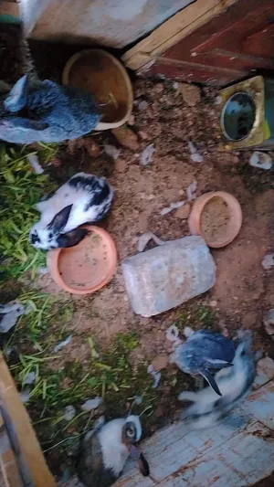 الأرانب البيع ما شاء الله عليهم النظافة وصحة عدد 16 حبه