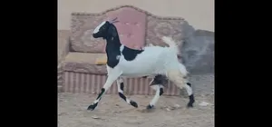 هايشة تهجين شامي باكستاني سمينة فول عمرها سنة ونص  جعلان ابو علي