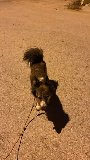 Border Collie (Smartest Dog) بوردر كولي اذكى كلب