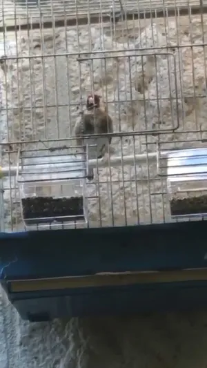 حسون ترابي حبه عريش