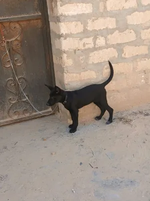 انتايه كستم بلاك رويال شورت هير اوامر اساسيه فل و معاهم التحيه و مطعمه شراسه ربي يبارك عمرها4شهور