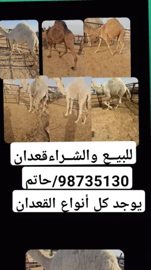 للبيع قعدان الكويت