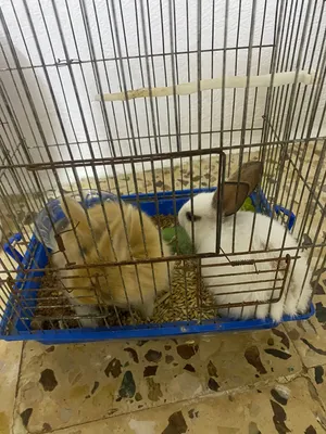 ارانب عدد 2