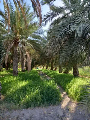 ارض زراعيه ضاحيه بلدة الوهره ولاية عبري المساحه 580متر
