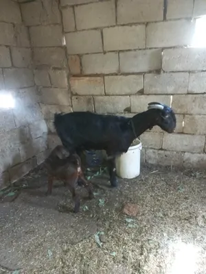 بسم الله ماشالله تبارك الرحمن عنز سن ريشه الحبه قطعه عاليه معها سخله العنز كفالة حليب