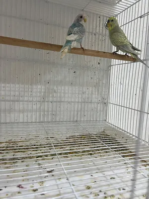 للبيع زوج بادجي