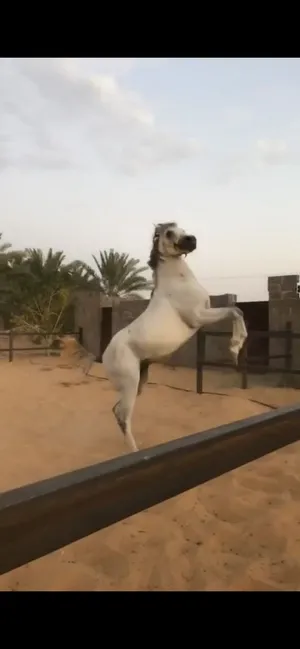 احصان شعبي فحل للبيع العمر 4 سنوات الطول 157