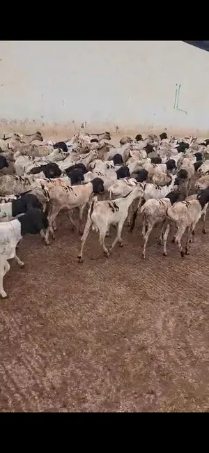 كباش وتيوس سعر 27 مع جمله فقط