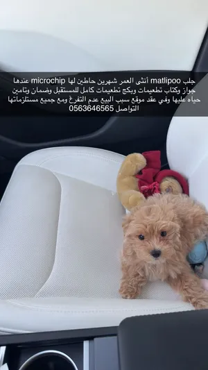 جلب مالتيبو العمر شهرين فقط والحجم صغير جداً كتكوت